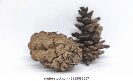Two dry pine cones in the foreground with an upright open pine cone in the blurred background.