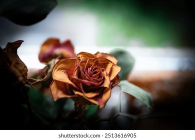 Two dry roses. Close up. Darkness and melancholy - Powered by Shutterstock