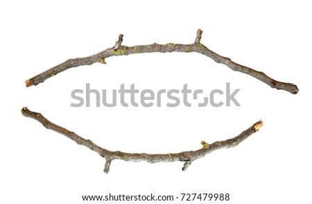 Two dry tree branch, isolated on white background.