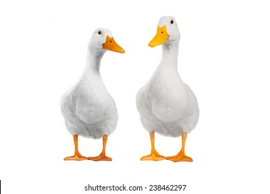 Two Duck On A White Background    