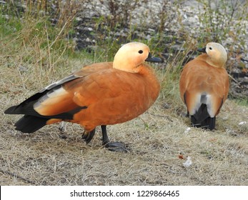 Two duck in rays of setting sun