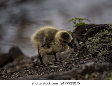 Two ducklings grazing on plants together on a grassy hillside - Powered by Shutterstock