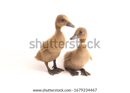  Two ducklings ( indian runner duck) isolated on a white background