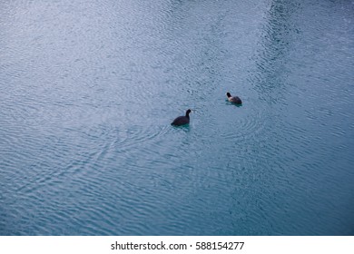 Two ducks