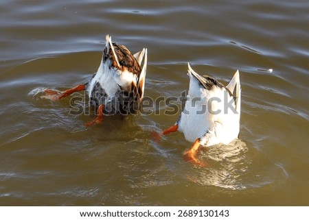 Two Ducks Dabbling Head-Down in Water