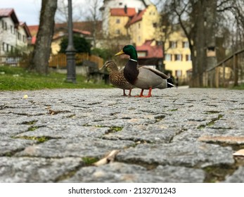 Two Ducks Of Different Kinds Were Walking On A Riverside Road.