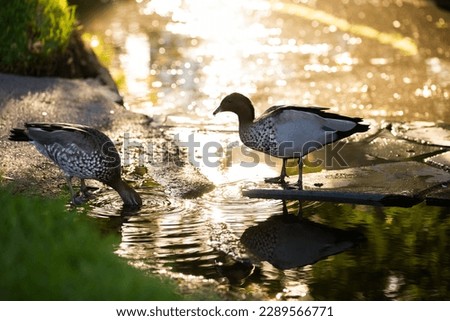 two ducks feeding from a lake during sunset golden hour