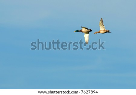 Similar – Image, Stock Photo Two geese fly off into the sunset