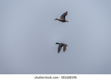 Two Ducks Flying In Sync