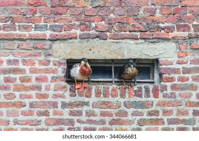 Two ducks on a projecting wall on a basement window. - Powered by Shutterstock