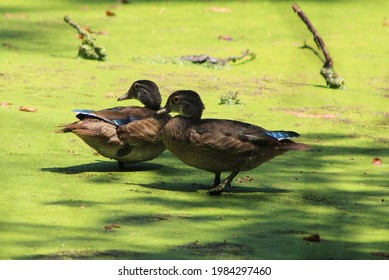 Two ducks in a pond of algae. 