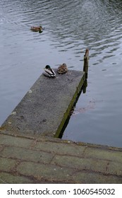 two ducks relax