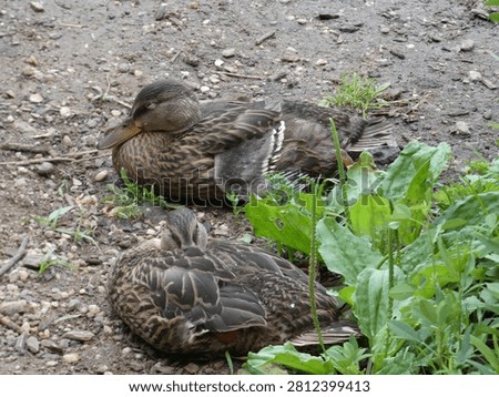 Two Ducks Relaxing and Sleeping 