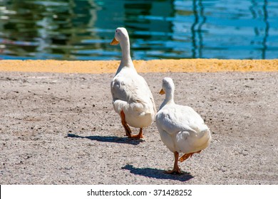 Two Ducks In A Row Walking To The Lake