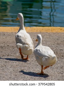 Two Ducks In A Row Walking To The Lake