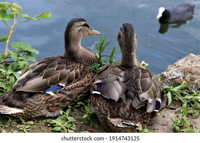 Two ducks sit by  the side of a pond in an English public park