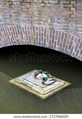 Two ducks sit on a floating board in a city canal under a stone bridge.