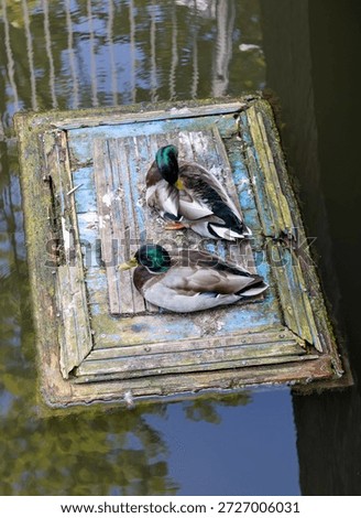 Two ducks sit on a floating board in a city canal under a stone bridge.