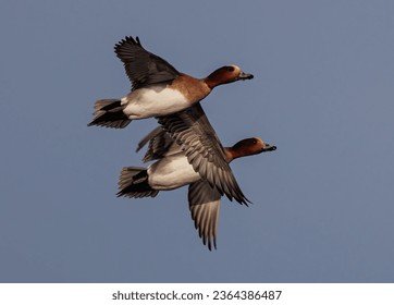 Two ducks soaring in the tranquil blue sky in perfect unison - Shutterstock ID 2364386487