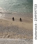 Two ducks standing on the beach of lake Garda on the stones and with the waves, while they look at the horizon.
