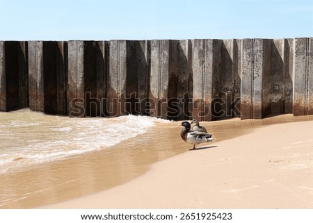 Two ducks standing on a sandy beach near the shoreline, with gentle waves and a large metal sea wall structure in the background. A peaceful nature moment captured on the edge of Lake Michigan, repres