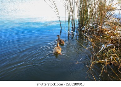 Two Ducks Swim In The Cold River For Food, North China