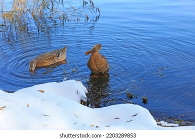 Two Ducks Swim In The Cold River For Food, North China