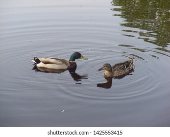 Two Ducks Swim In The Pond