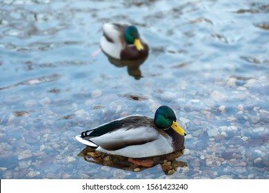 Two Ducks Swim In A Pond. Anatinae Dabbling Ducks With Beautiful Plumage, Male Blue-green Head Drake Birds. Selective Focus