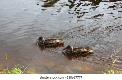 Two ducks swimming in the lake