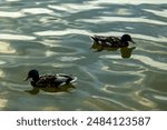 Two ducks swimming in a lake with beautiful turquiose water and reflections. Harmony