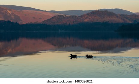 Two Ducks Swimming On The Lake With Beautiful Orange Mountains In The Background At Sunrise, Lake Derwentwater, Lake District, England