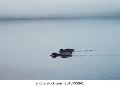 Two ducks swimming on a misty evening - Powered by Shutterstock