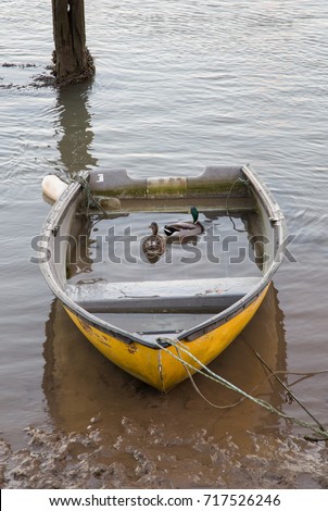 Two ducks swimming in a sunken rowing boat Mallards


