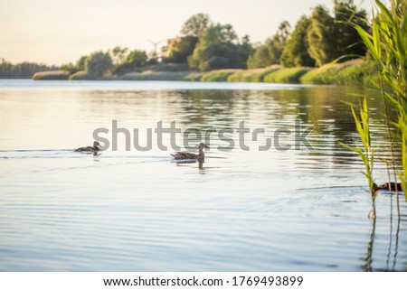 Two ducks are swimming in the water