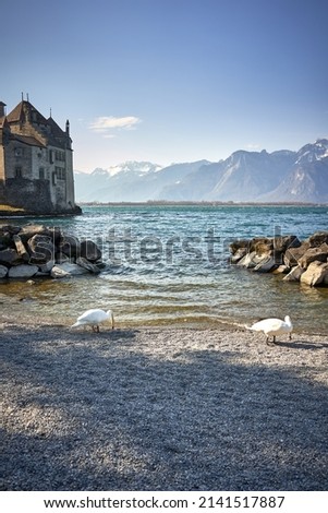 two ducks in the Switzerland lake leman