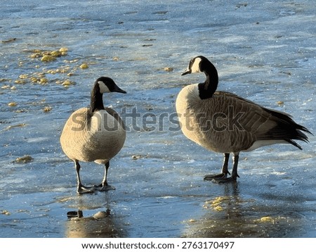 Two ducks talking while standing on ice pond