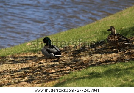 Two ducks waddling down to the pond together.