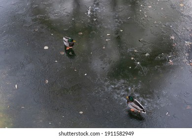 Two Ducks Walking On Frozen Ice Pond Or River