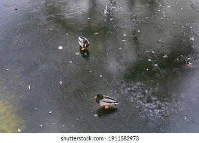 Two Ducks Walking On Frozen Ice Pond Or River