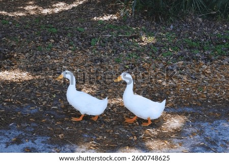two ducks walking in synchrony 