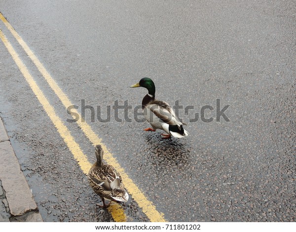 Two ducks in a wet road\
in Brighton.