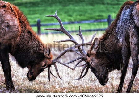 Two Dueling Elk