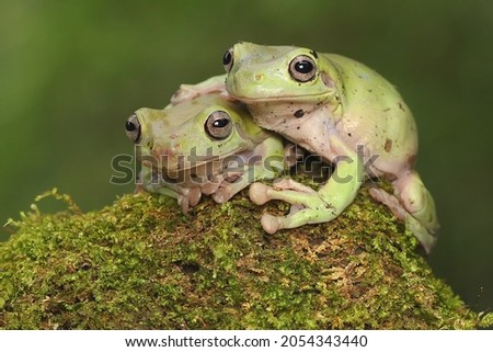 Two dumpy frogs (Litoria caerulea) resting on a bush. 