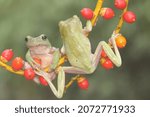 
Two dumpy tree frogs are resting. This green amphibian has the scientific name Litoria caerulea. 