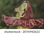 Two dumpy tree frogs are resting. This green amphibian has the scientific name Litoria caerulea. 