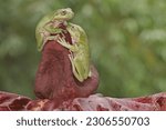 Two dumpy tree frogs are resting. This green amphibian has the scientific name Litoria caerulea.