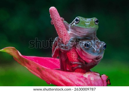 Two Dumpy white tree frogs perched on a red flower, set against a blurred green background