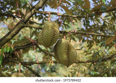 two durians on the tree