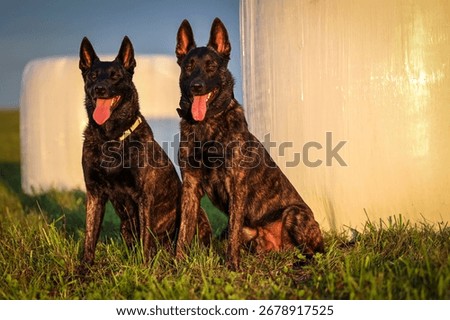Two Dutch shepherds posing for portrait